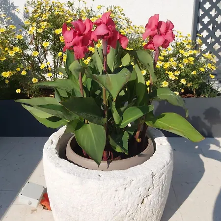 Haus Silvia Апартаменты Ровинь